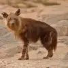 Brown Hyena