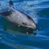 Heaviside's Dolphin