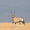 Oryx