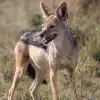 Black-Backed Jackal