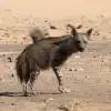 Spotted Hyena