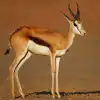 Springbok