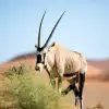 Gemsbok