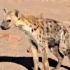 Spotted Hyena