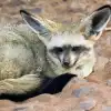 Bat-eared Fox