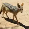 Black-backed Jackal