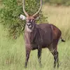 Zambezi National Park