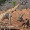 Zambezi National Park